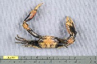 藏品(隆背蟹屬)的圖片